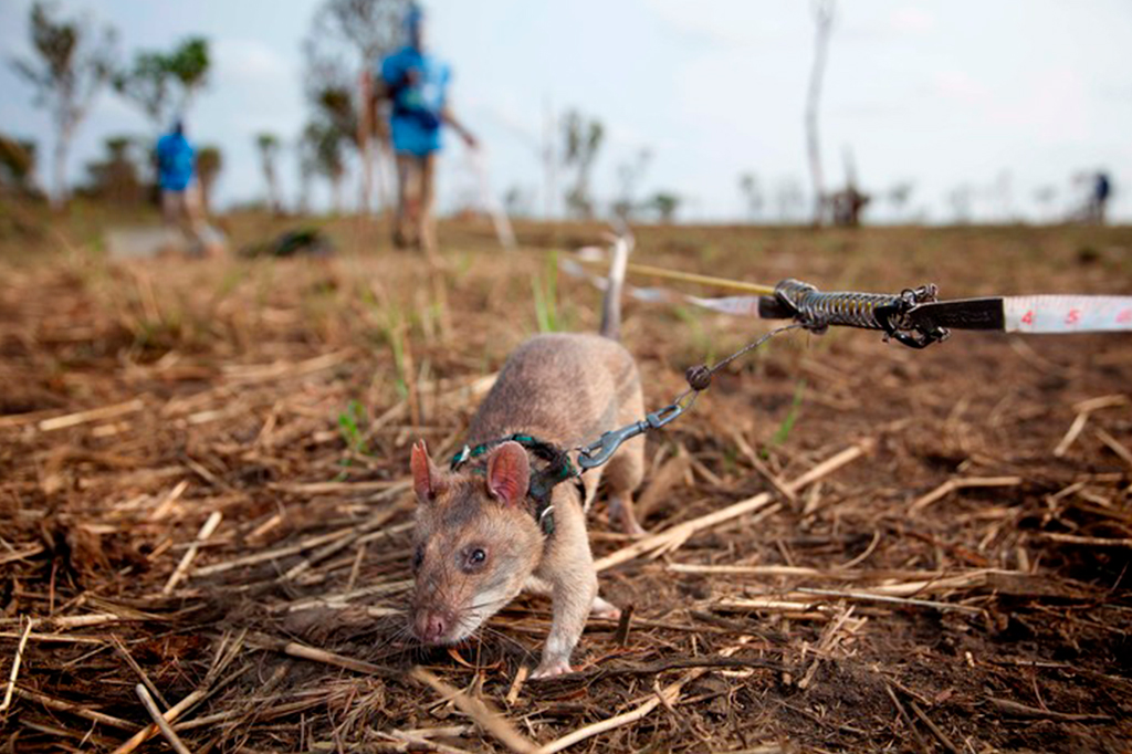 Um rato, em um campo, preso em um colete que está guiando seu caminho.