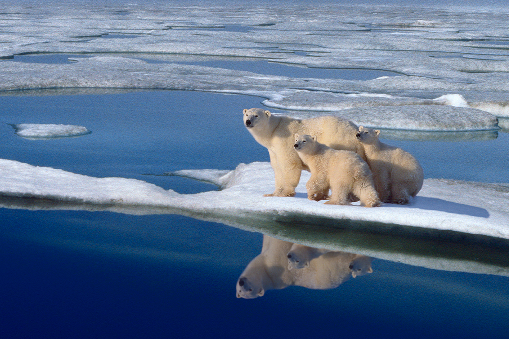 Ursos polares andando em placa de gelo.