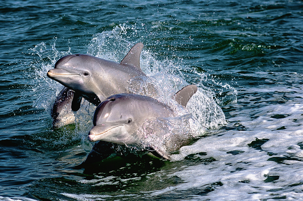 Golfinhos na água.