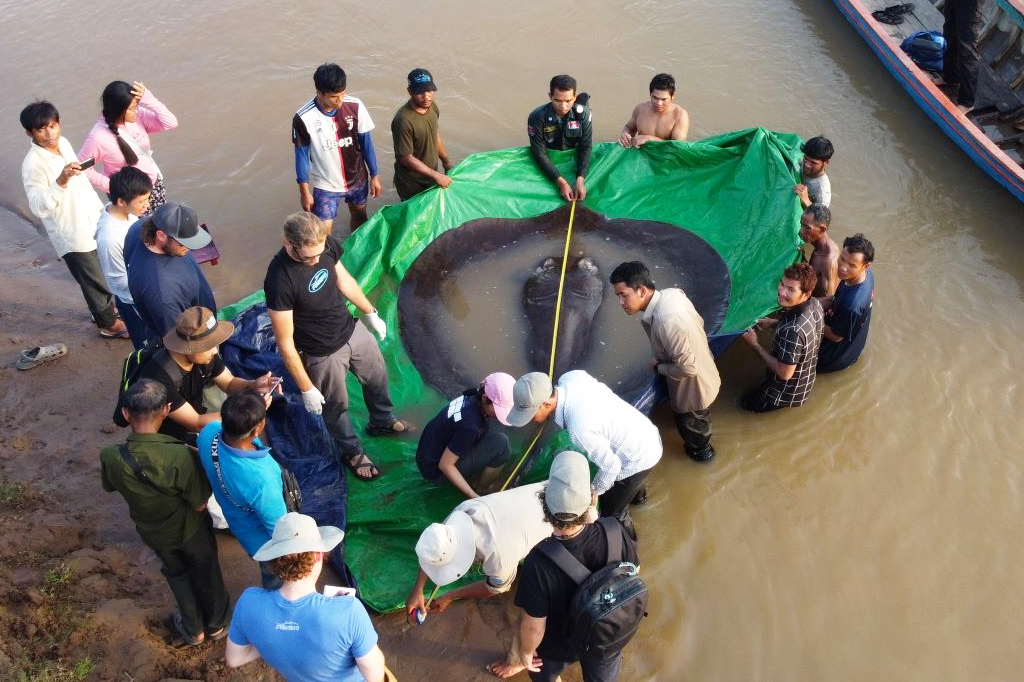 Pesquisadores medem uma arraia gigante pesando 300 quilos capturada no rio Mekong, no Camboja.