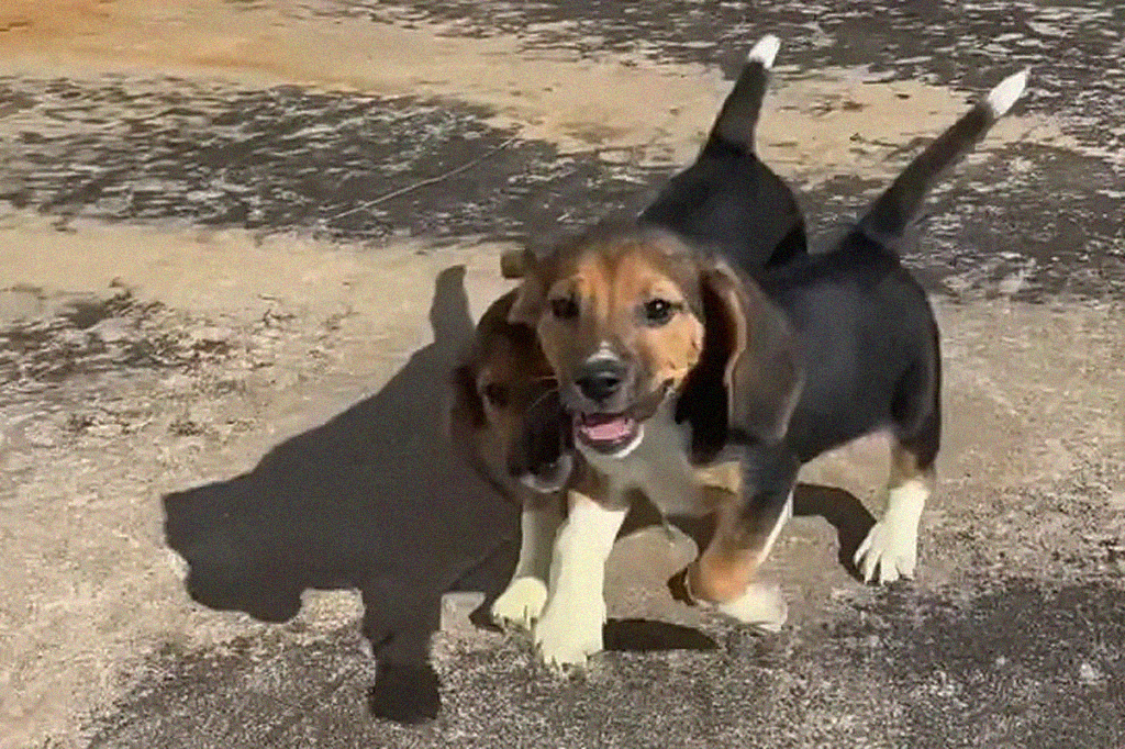 Cães beagle clonados a partir de células editadas.