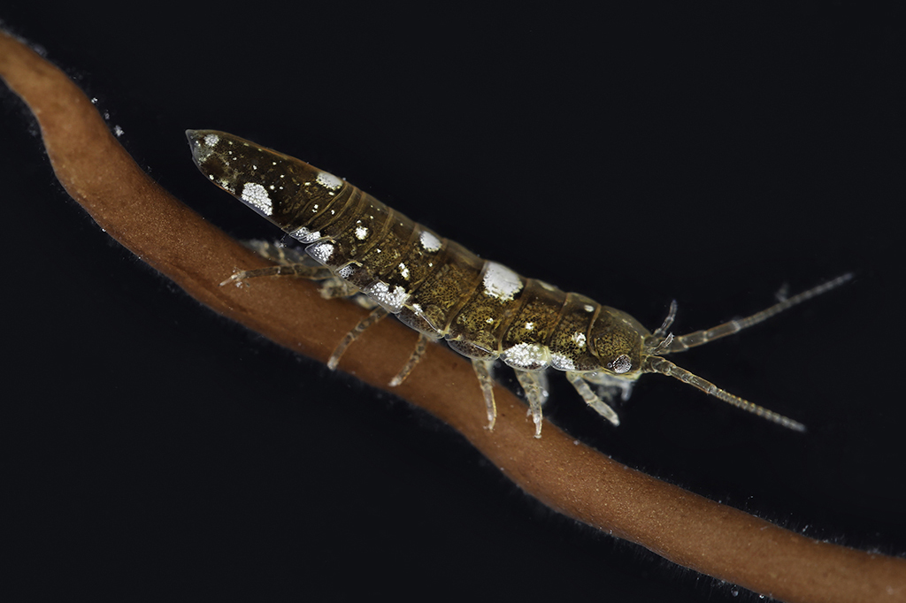 Imagem do crustáceo Idotea balthica.