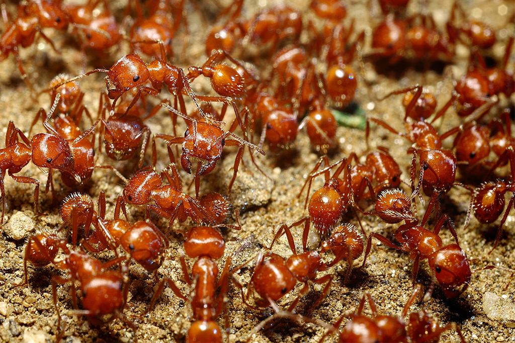 Formigas Pogonomyrmex spp.