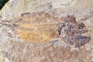 Fóssil de peixe jurássico.