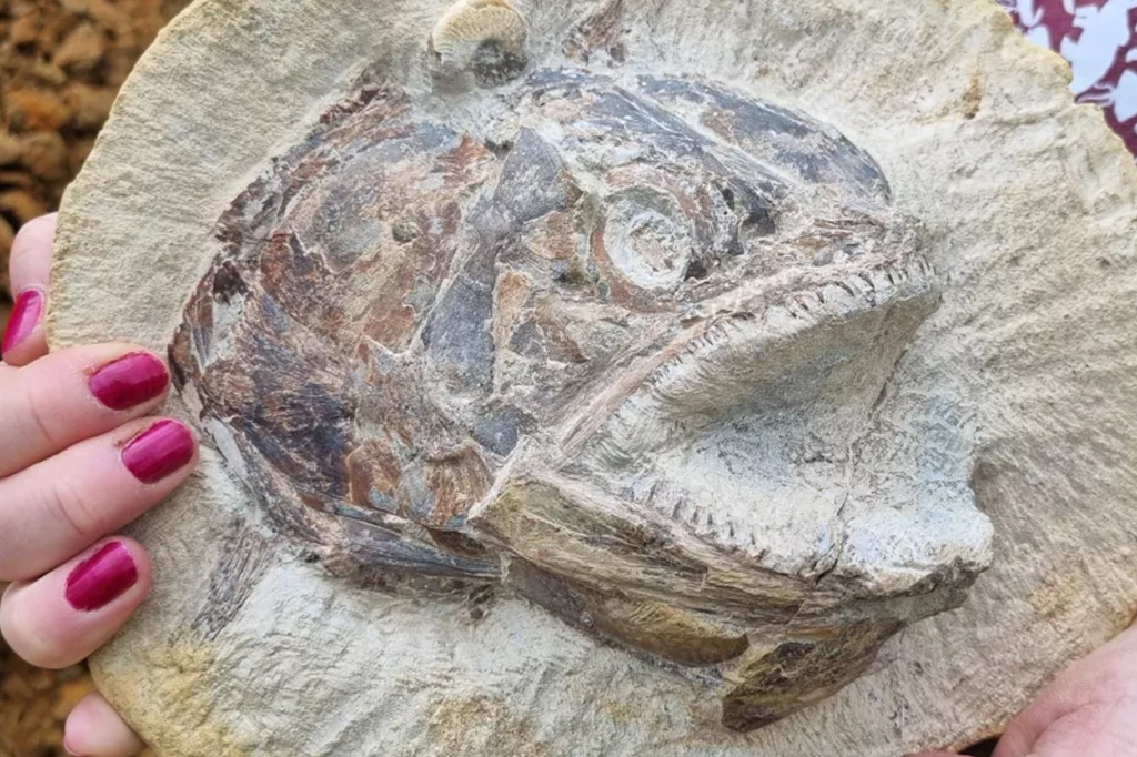 Fóssil de peixe jurássico Pachycormus.