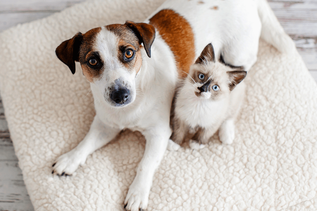 Foto de um cachorro do lado de um gatinho.