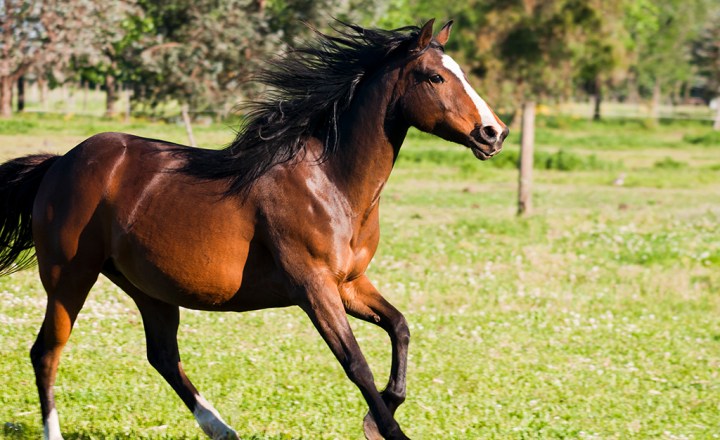 Um cavalo em um campo com a palavra cavalo na frente