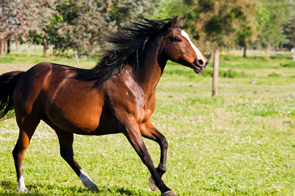 Um cavalo andando por um campo.