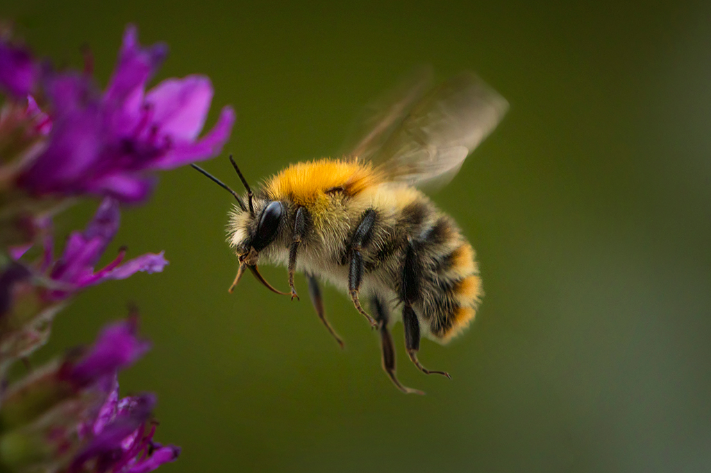 Close up de uma abelha voando perto de uma flor.