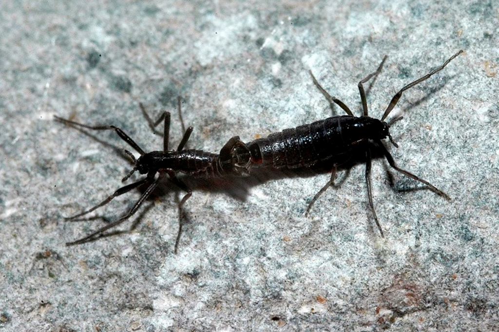Dois insetos da espécie Belgica antarctica.