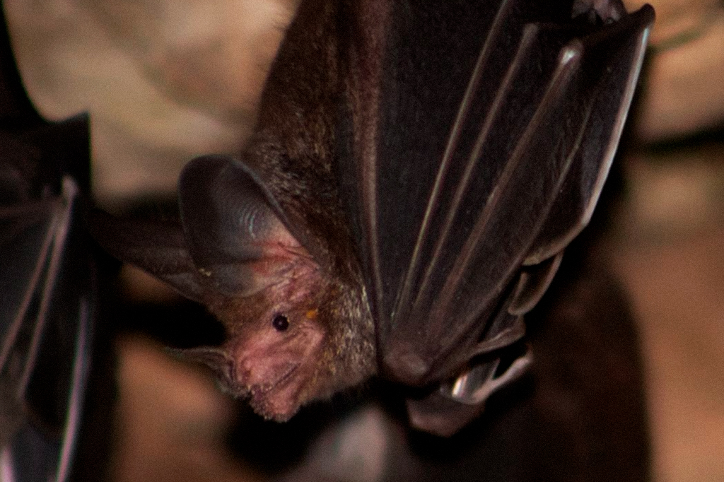 Foto de morcego da espécie Trachops cirrhosus.