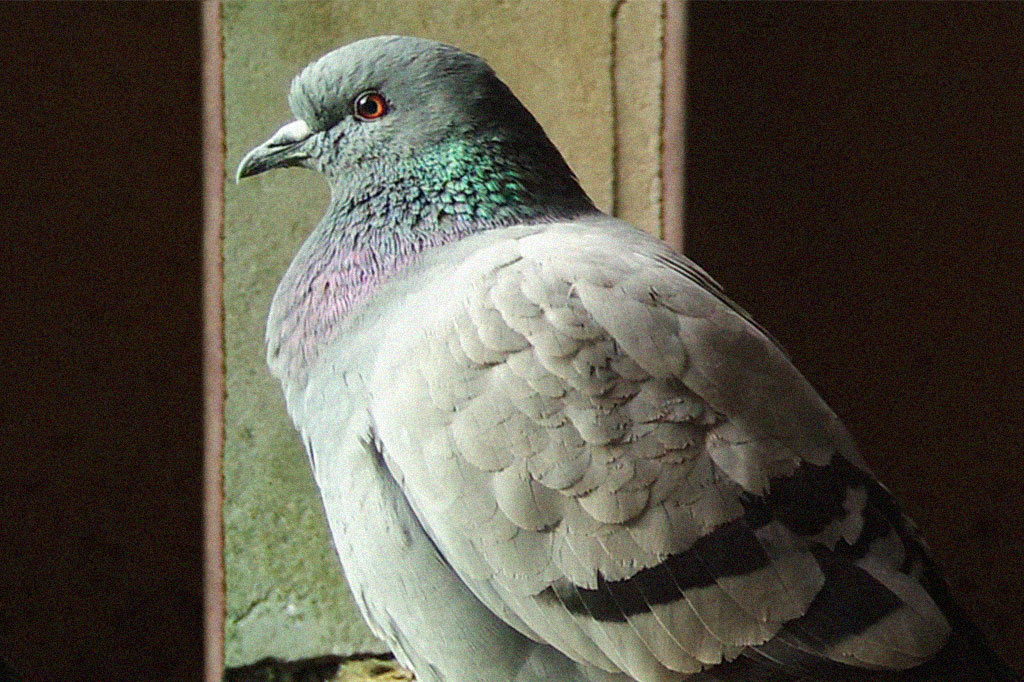 Ancestrais selvagens de pombos são encontrados na Europa