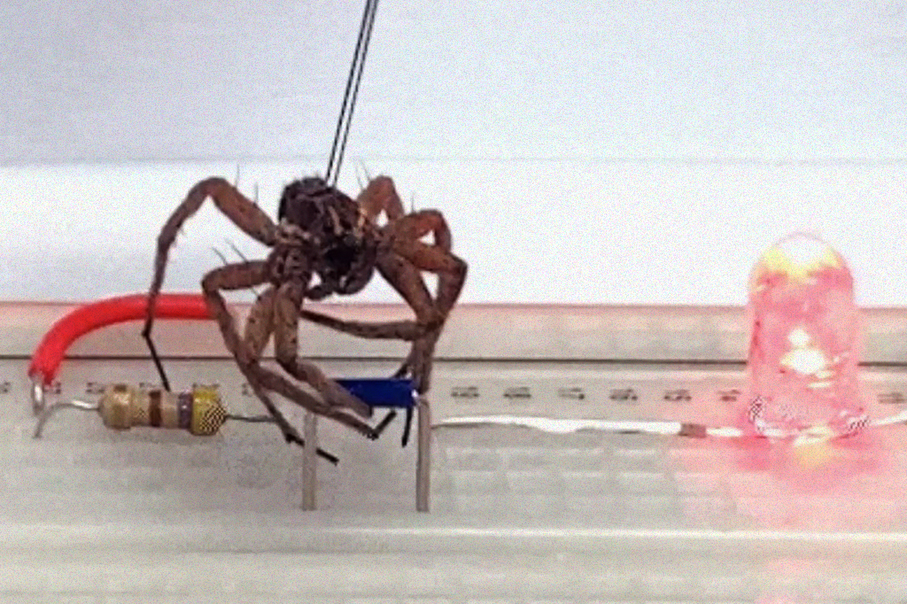 Captura de tela de um gif de uma aranha pegando um objeto com as patas.