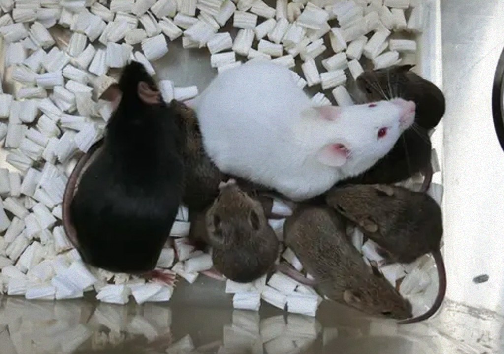 Foto de 7 ratos dentro de uma caixa transparente.