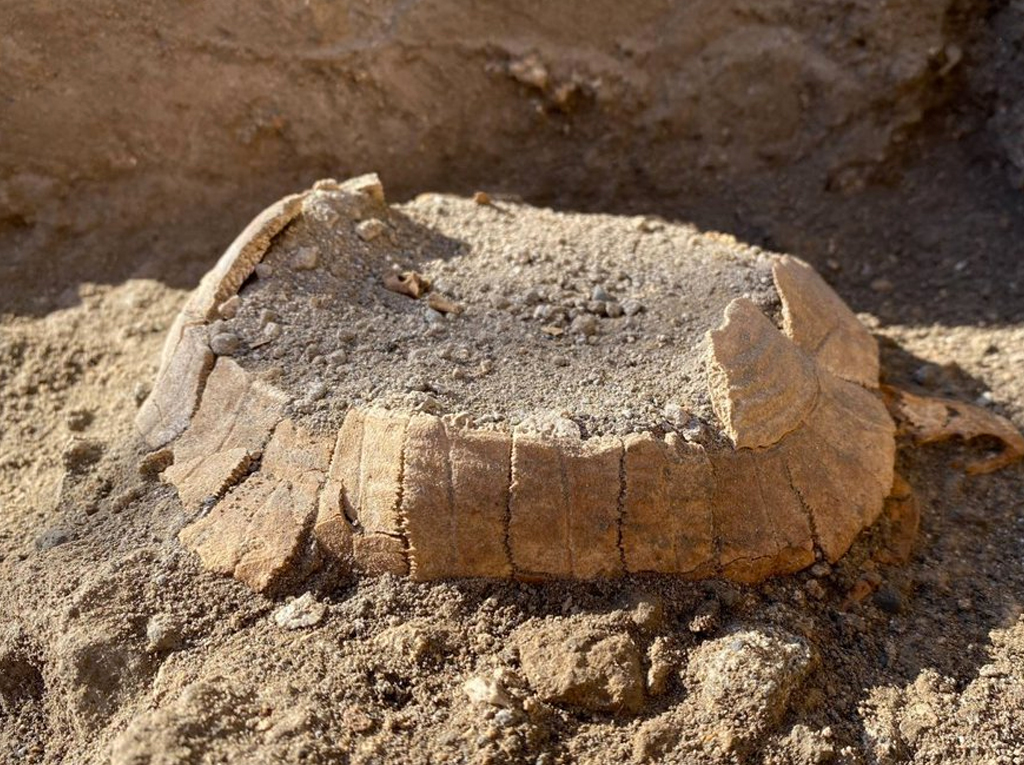 Arqueólogos encontram tartaruga grávida morta na erupção do Vesúvio
