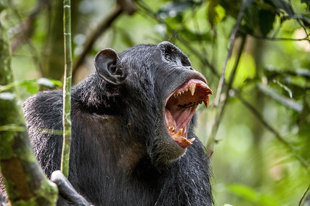 Chimpanzé gritando.