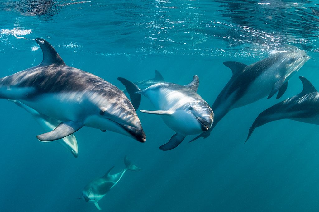 Grupo de golfinhos nadando no mar.