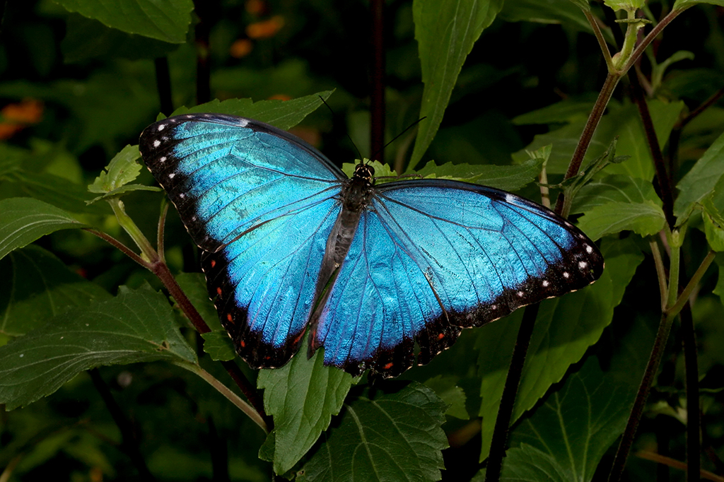 Borboleta morfo azul Peleides.