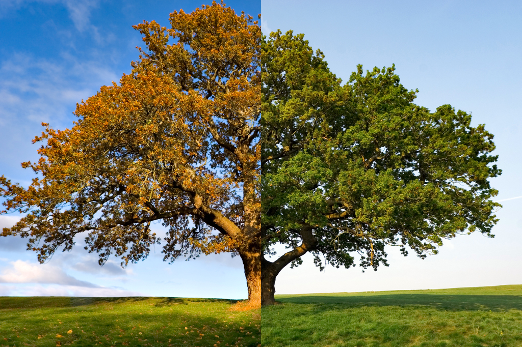 Montagem fotográfica de árvore em duas estações diferentes.