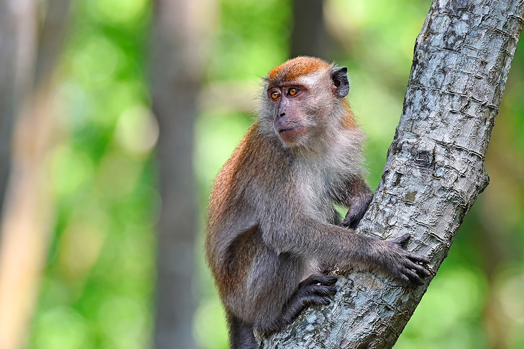 Um macaco da espécie Macaca fascicularis apoiando-se num tronco de árvore.