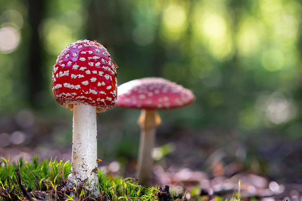 Fotografia de cogumelos na natureza.