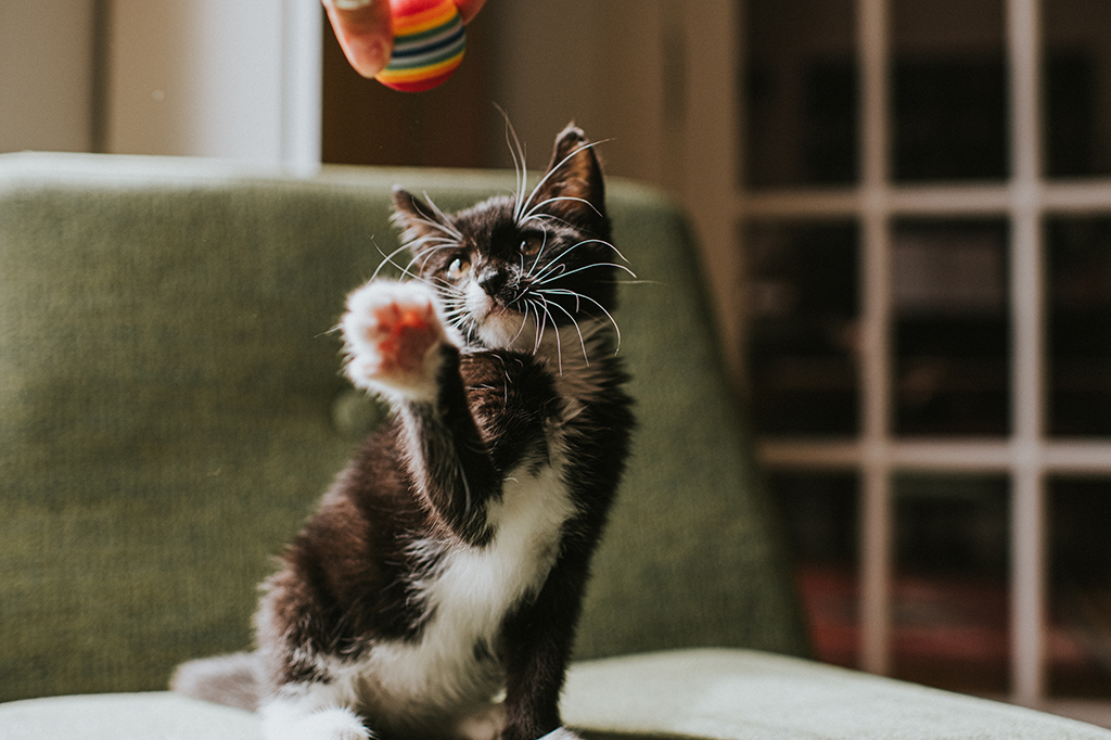 Gatinho preto e branco brincando em um ambiente doméstico ensolarado. Um brinquedo colorido é segurado perto dele e ele dá um golpe com a patinha.