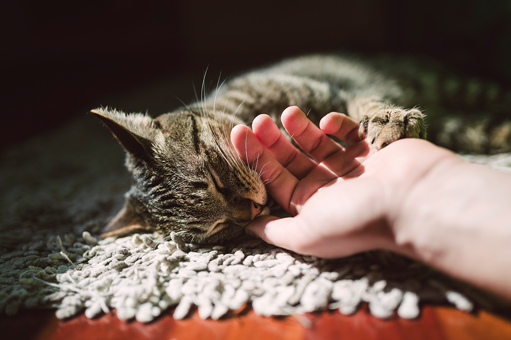 Alguns donos de gatos exageram no carinho aos bichinhos, diz estudo