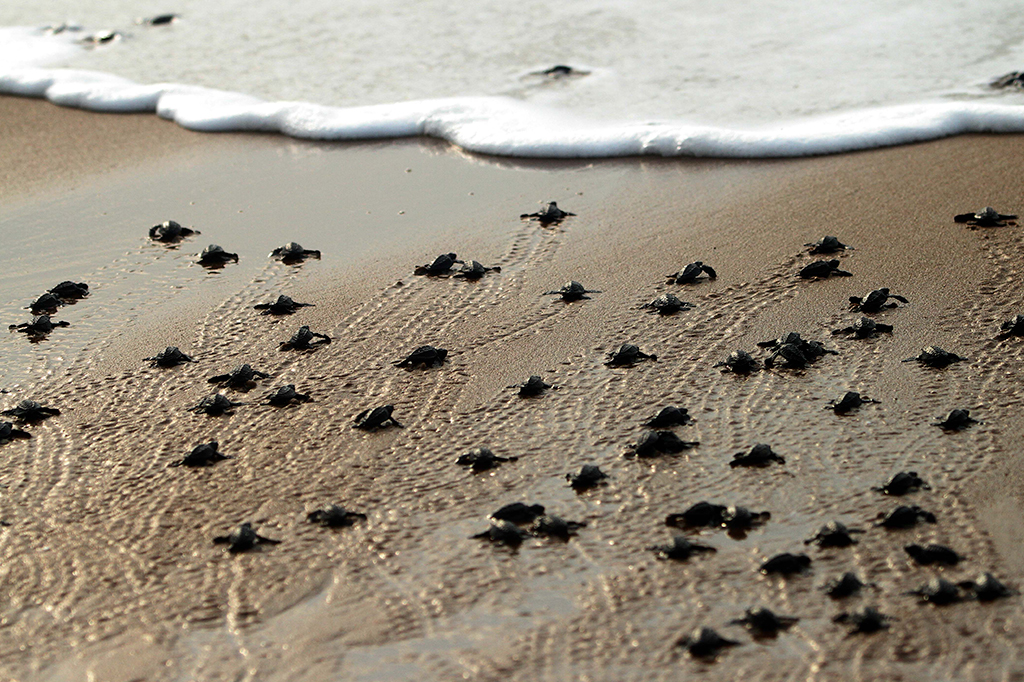 Fotografia de várias tartaruguinhas filhotes na areia indo em direção ao mar.