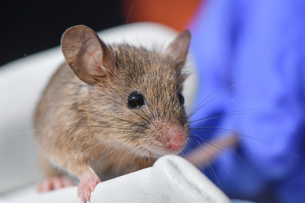Foto de um rato em ambiente de laboratório.