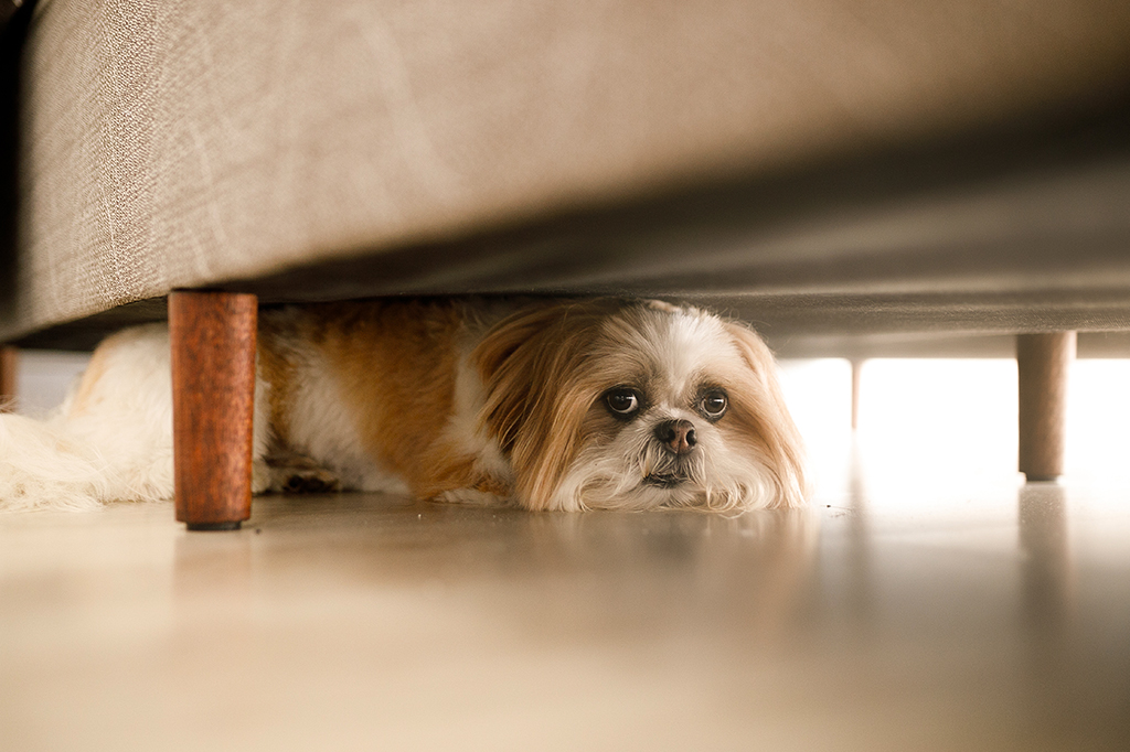 Foto de um cachorrinho escondido embaixo do sofá, com medo.