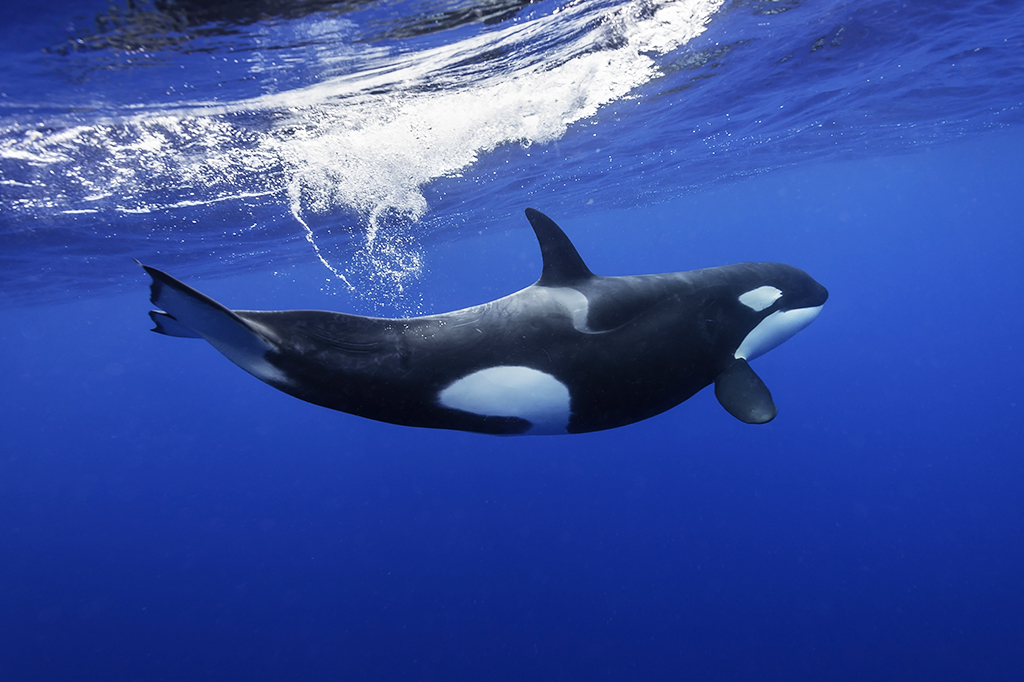Foto de uma orca.
