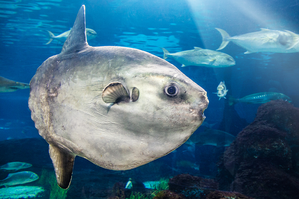 Foto de um peixe-lua.