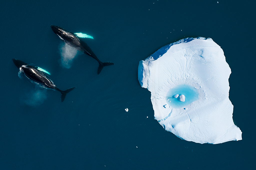 Visão aérea de baleias no Ártico.