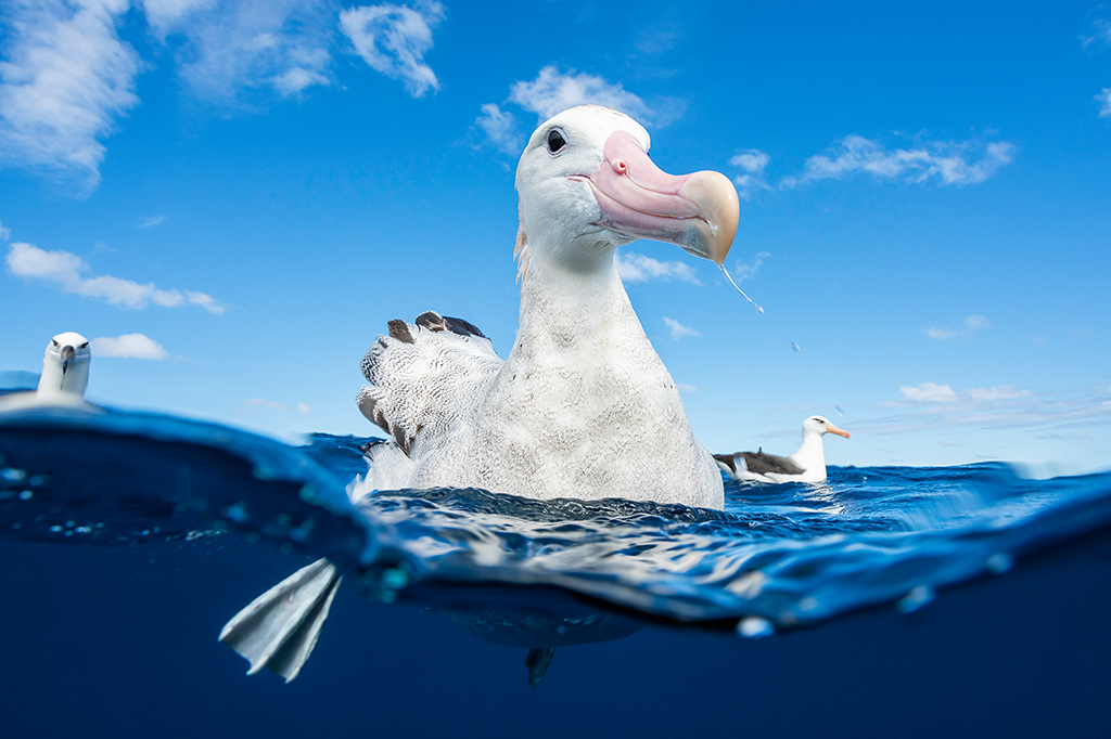 Close-up de albatrozes.