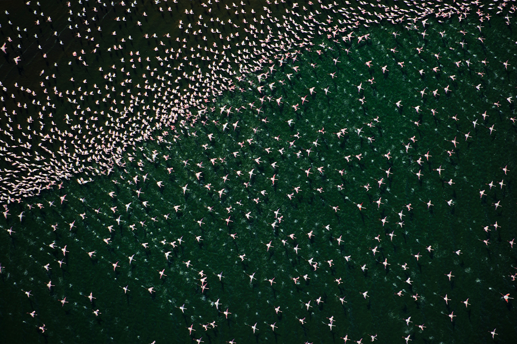 Flamingos durantes migração.