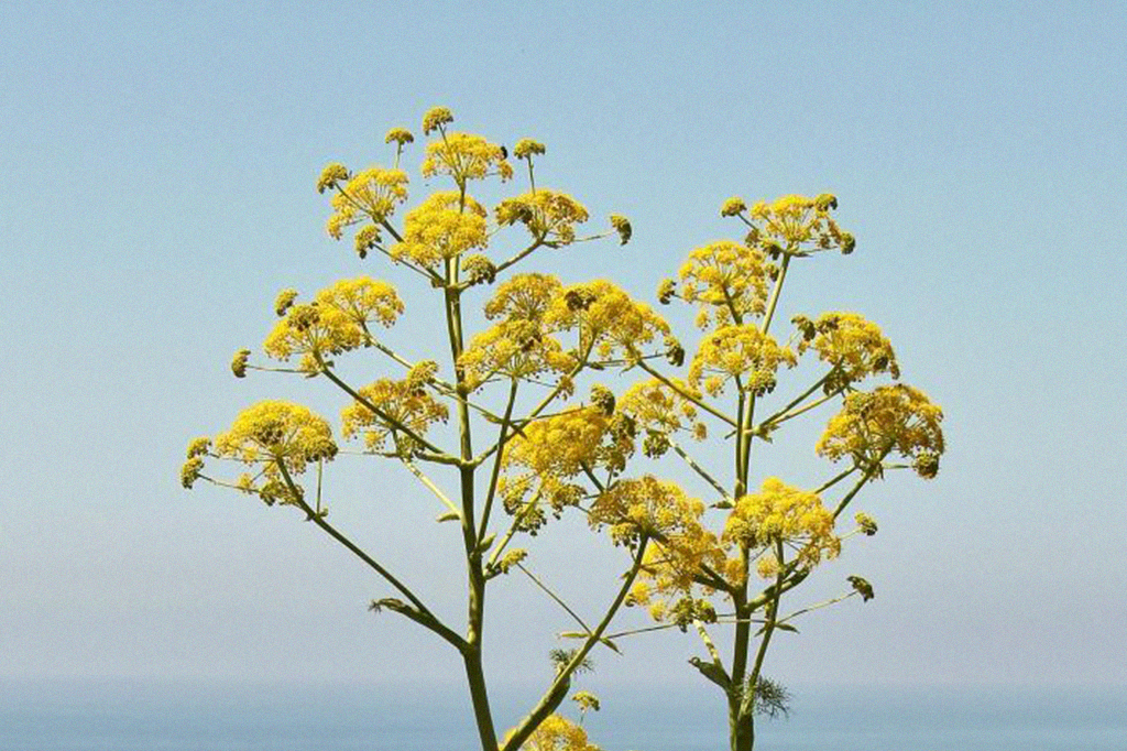 Esta pode ser a antiga “planta milagrosa” dos gregos