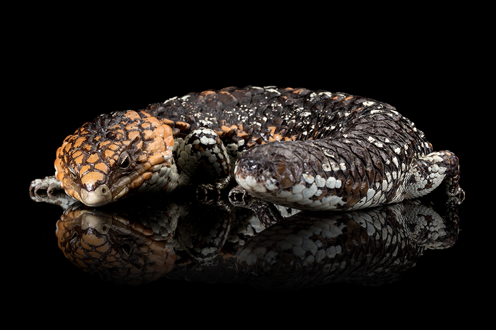 Inteligência artificial é usada para detectar tráfico de animais