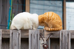 Dois gato em cima de uma cerca. Os bichanos estão com as cabeças encostadas e escondidas de vista.