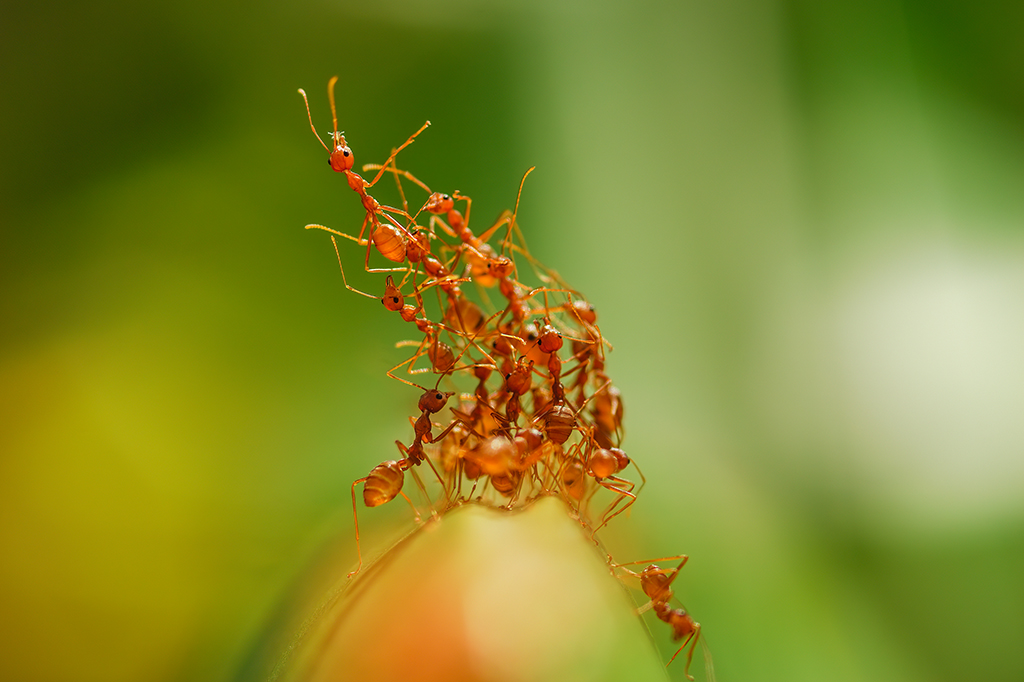 Fotografia de formigas empilhadas umas nas outras.