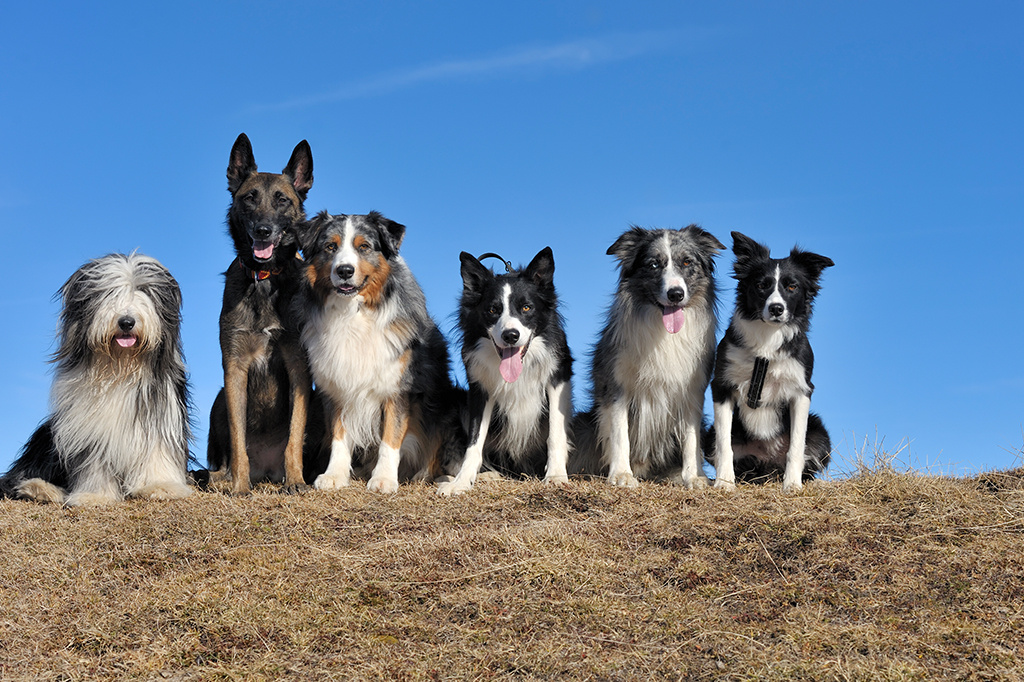 Fotografia de vários cachorros, sentados lado a lado, em um campo à céu aberto.