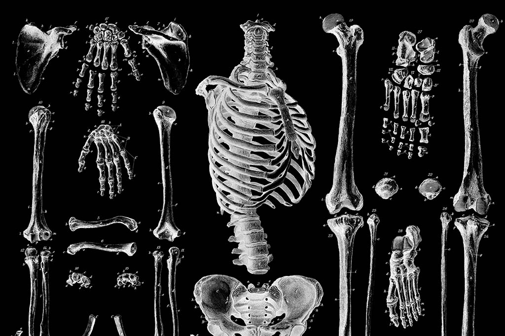 Fotografia duotone de diferentes ossos humanos.