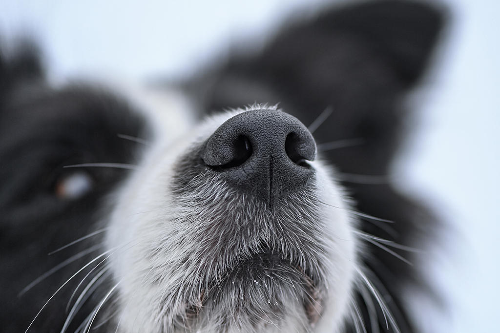 Fotografia close do rosto de um cachorro de pelos pretos e brancos, com foto no seu focinho.