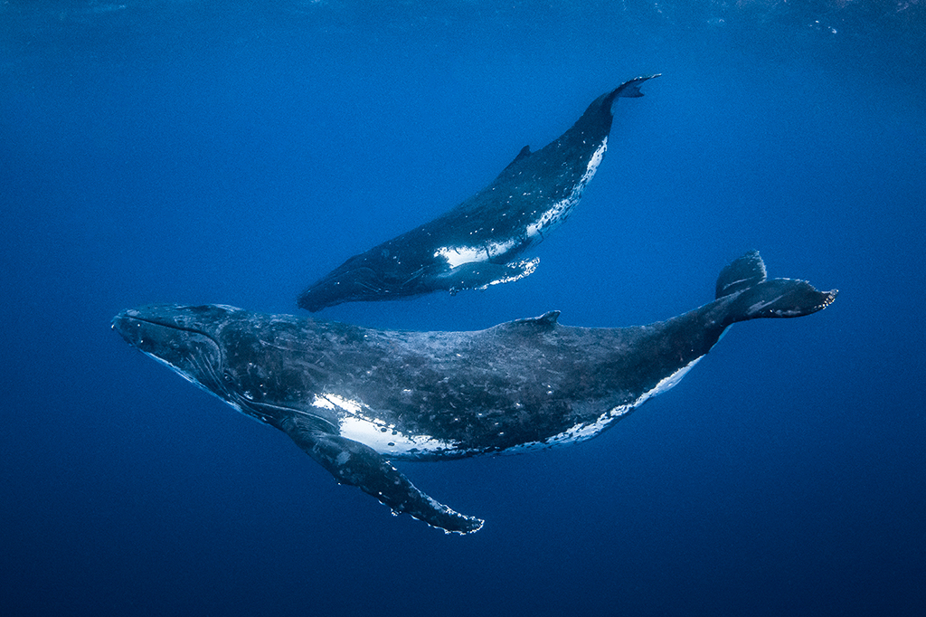 Baleias a 8 mil quilômetros de distância podem cantar as mesmas “canções”