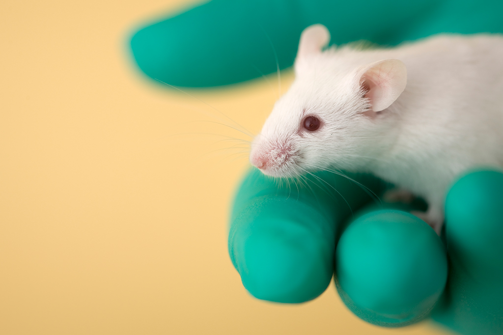 Fotografia close de uma mão com luva verde segurando um ratinho de laboratório.