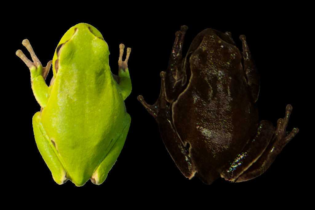 Comparação entre sapo verde e preto.