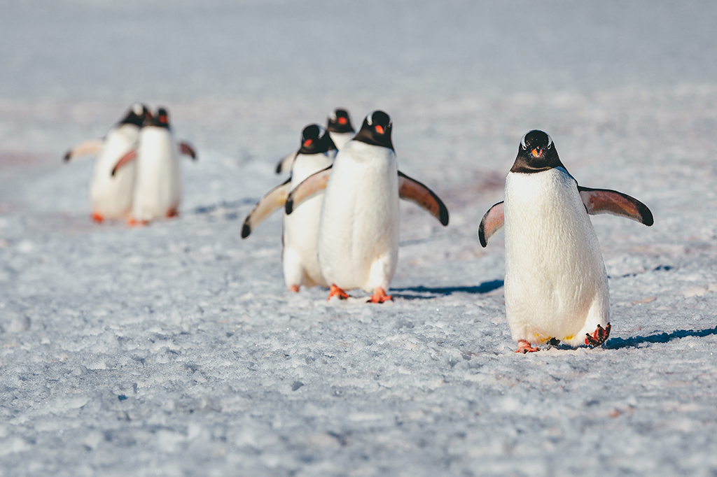 Pinguins Gentoo.
