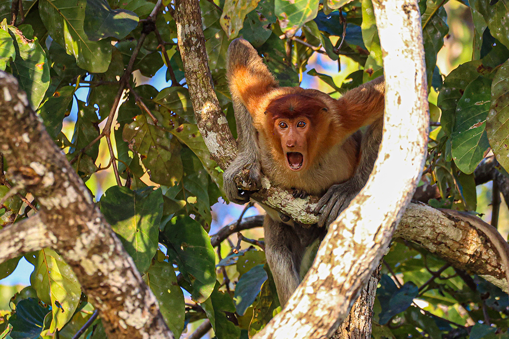 Macaco em galhos de árvore, com expressão de espanto.