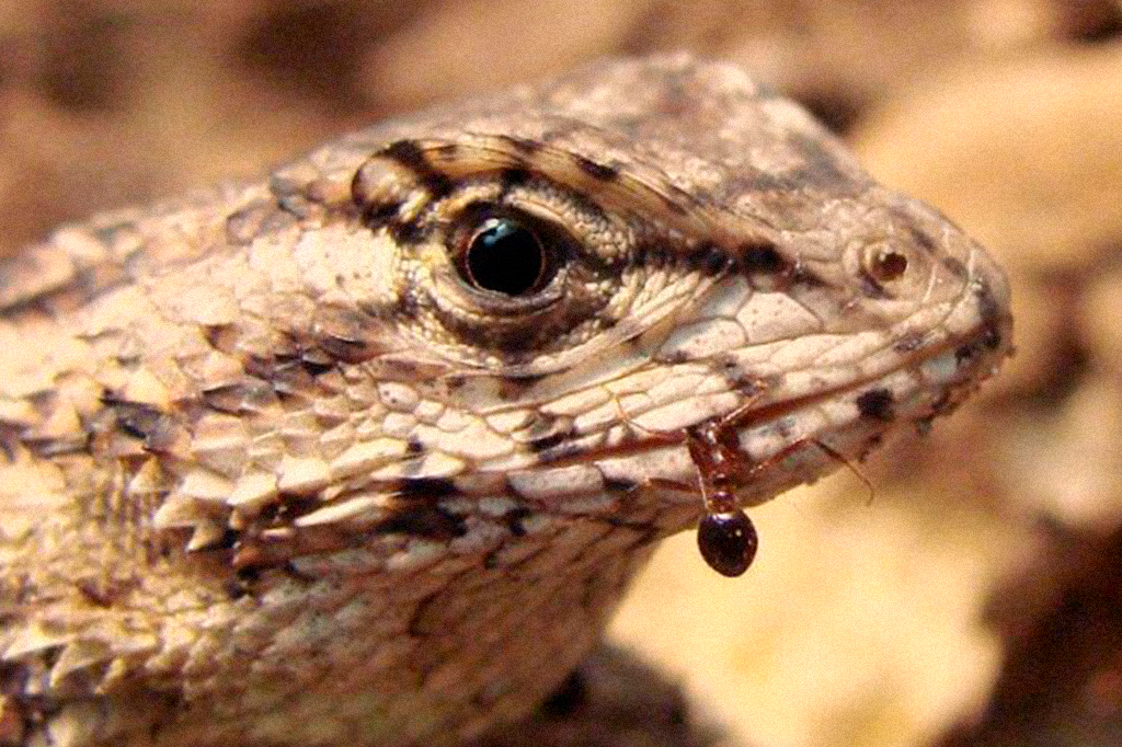 Lagartos estão comendo formigas peçonhentas como forma de vacina