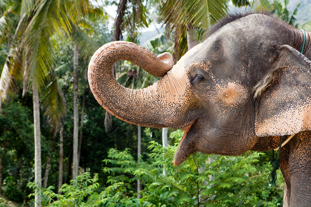 Fotografia de um elefante tocando o rosto com a própria tromba.