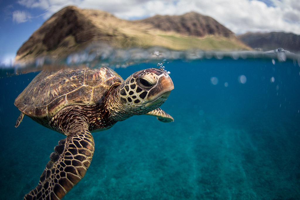Fotografia de uma tartaruga embaixo d'água.